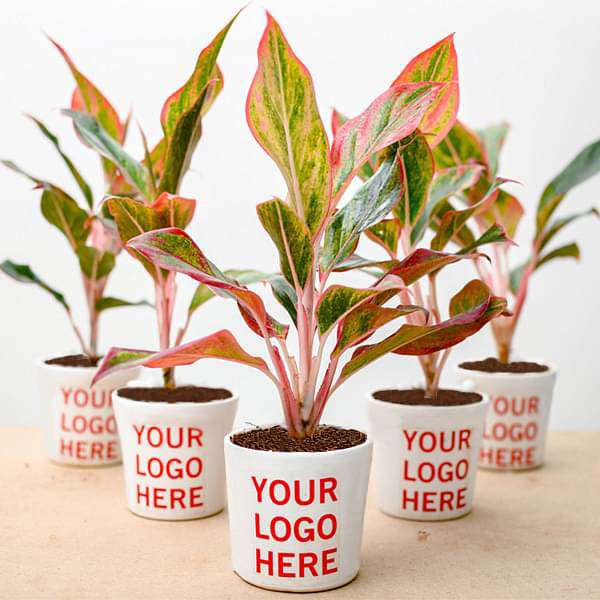 gift a plant